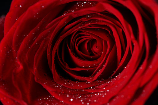 Un Éclat de Romance : Découvrez l'Ourson en Peluche 'Fleur de Passion